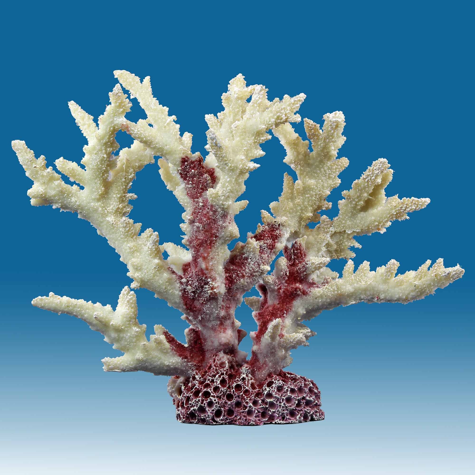 Resun products for reef tanks [buy and inform] at Whitecorals
